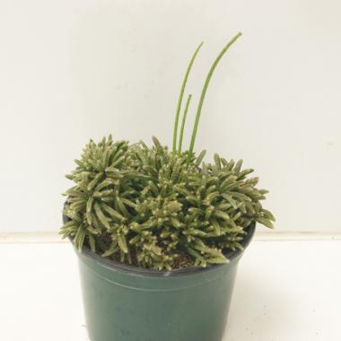 Rhipsalis burchelli